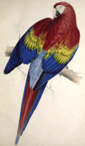 parrot painting by Edward Lear